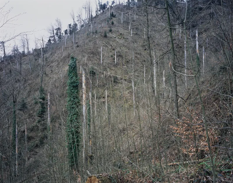 Küssnacht SZ, Rigi-Nordlehne, in Unter Oberimmense forest near Lauibach stream (03.04.2004)
