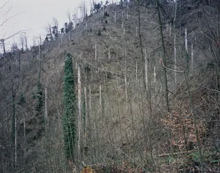Küssnacht SZ, Rigi-Nordlehne, in Unter Oberimmense forest near Lauibach stream (03.04.2004)