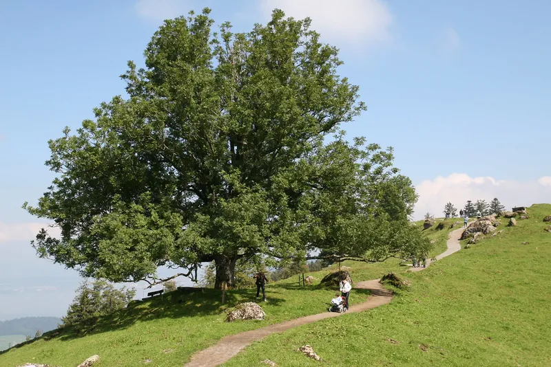 Rigi_Kulm_30