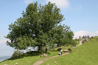 Rigi_Kulm_30