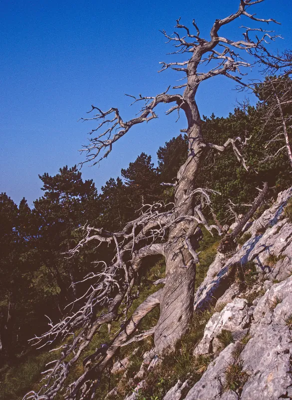 At Rigi Hohfluh, scrawny mountain pine tree (1998)