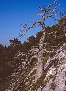 At Rigi Hohfluh, scrawny mountain pine tree (1998)