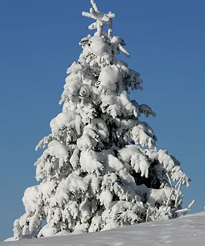 Picswiss SZ-29-34 (2005-12-30)