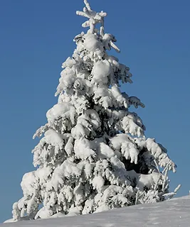 Picswiss SZ-29-34 (2005-12-30)
