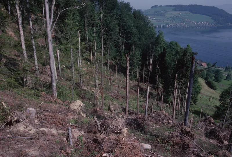 Küssnacht SZ, Rigi-Nordlehne, in the Unter Oberimmense forest above Volgisried (26.05.1993)