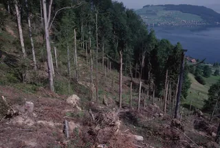 Küssnacht SZ, Rigi-Nordlehne, in the Unter Oberimmense forest above Volgisried (26.05.1993)