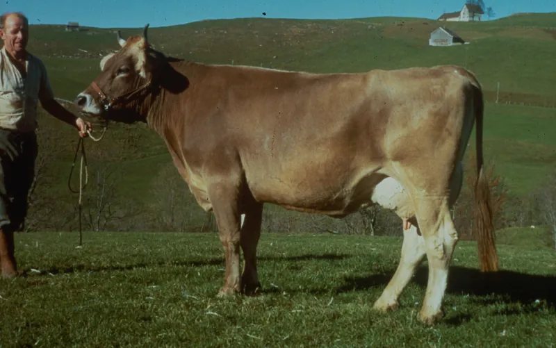 Tested bulls: Rigi daughter Herta (1987-1988)
