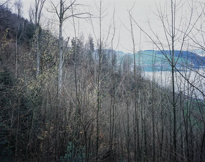 Küssnacht SZ, Rigi-Nordlehne, in the Unter Oberimmense forest above Volgisried (03.04.2004)