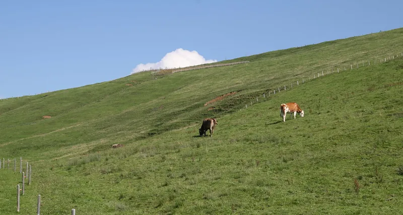 Rigi_Kulm_93