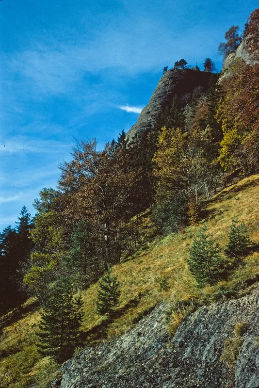 Rigi, dry sites at Fäsch (1981)