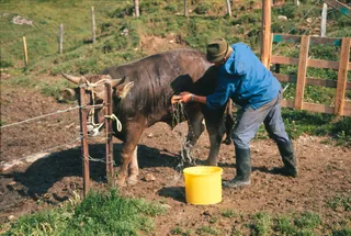 Rigi, cows, farm (1975)
