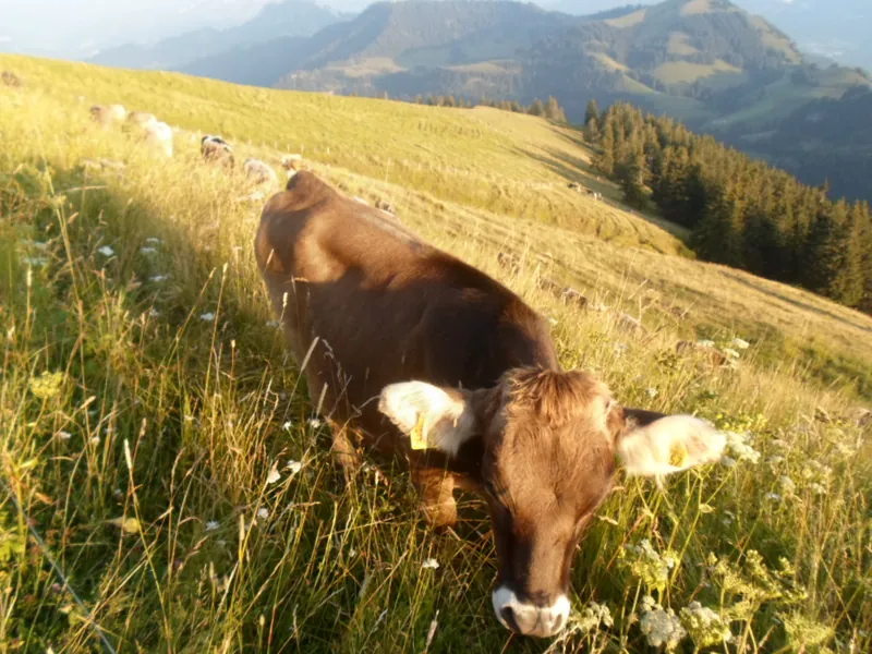 Auf dem Rigi Bahn August 2013 - panoramio (Taken on 20 August 2013)