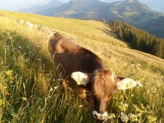 Auf dem Rigi Bahn August 2013 - panoramio (Taken on 20 August 2013)