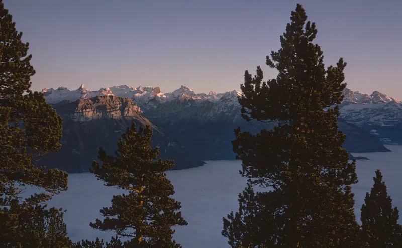 Rigi Hohfluh, pure pine forests are rare in central Switzerland (Föhngeb.) (1969)