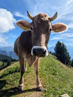 A cow (2026-09-12)