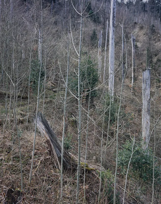 Küssnacht SZ, Rigi-Nordlehne, in the Stöckwald above the Geissflue (04.04.2004)