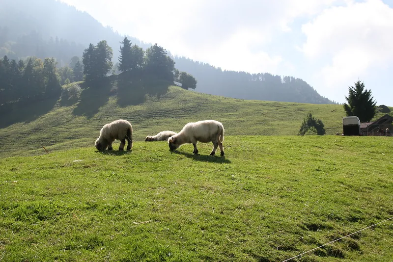 Rigi_Kulm_41