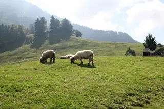 Rigi_Kulm_41