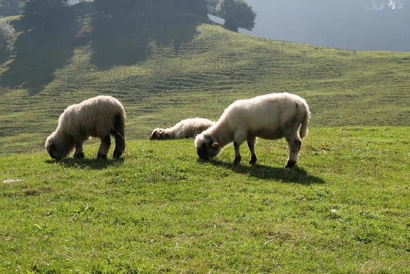 Rigi\_Kulm\_42