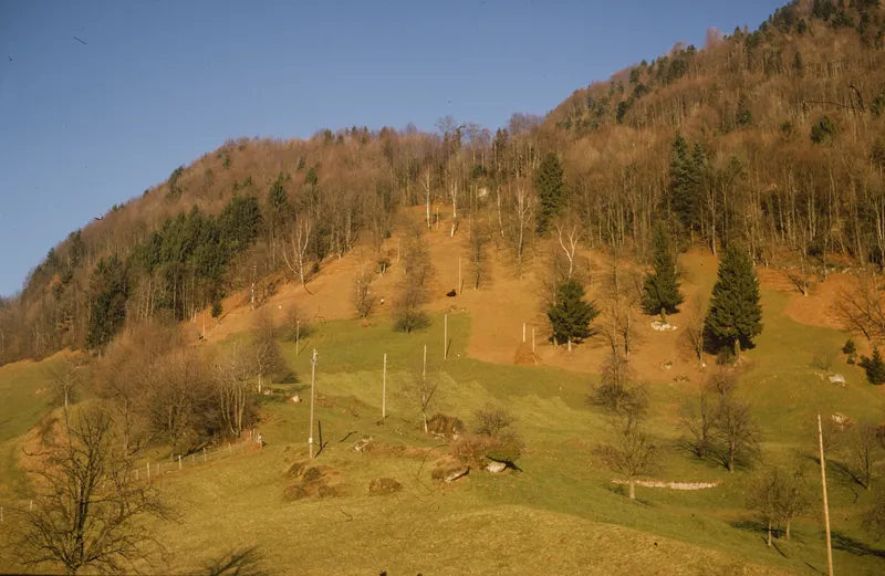 Greppen, fallow land/overgrowth on the Rigi (1975)