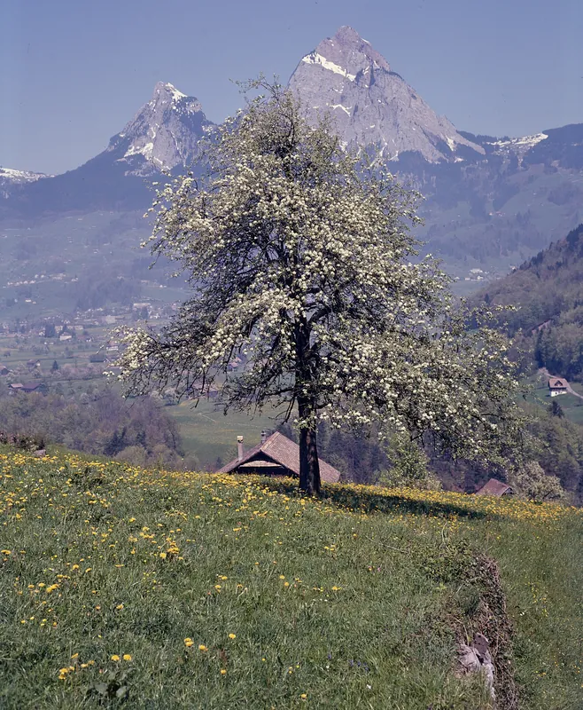 Rigi, the Lauerzersee region, including Rigi (1975)