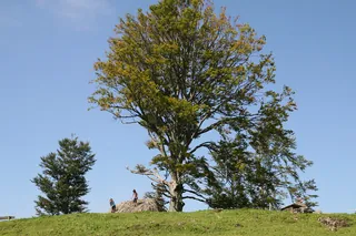 Rigi_Kulm_23