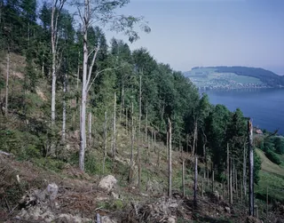 Küssnacht SZ, Rigi-Nordlehne, in the Unter Oberimmense forest above Volgisried (26.05.1993)
