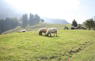 Rigi_Kulm_39
