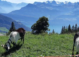 Rigi Scheidegg-01ESD (2023-09-04)