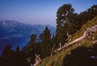 Mountain pine stand at Rigi Hohflue (1998)