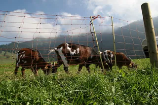 Rigi_Kulm_83