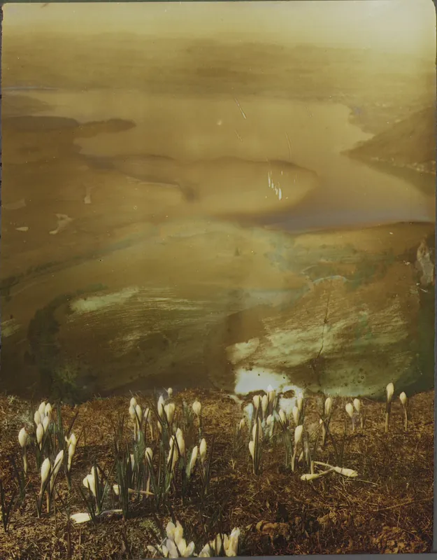 Rigi, Crocus albiflorus, springtime on the Rigi, view towards the lake of Zug (unbekannt)
