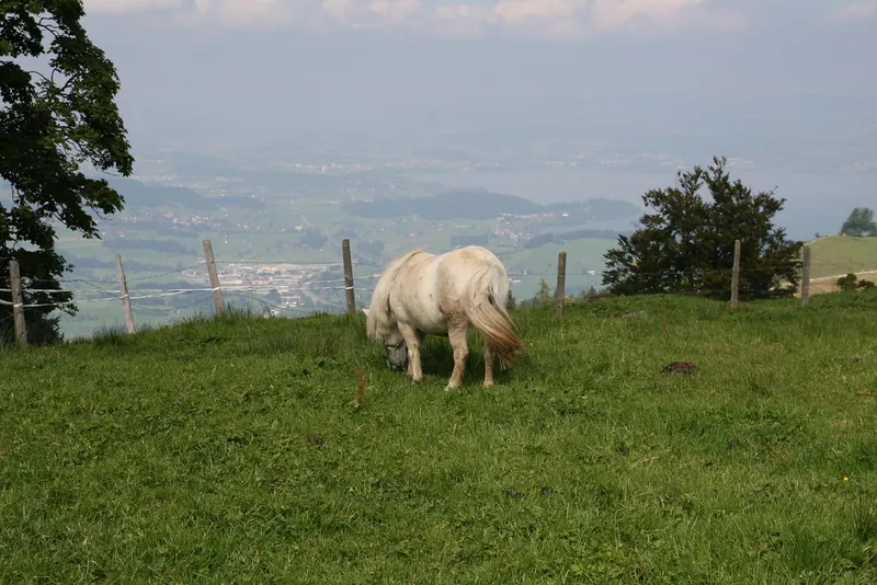 Rigi\_Kulm\_59