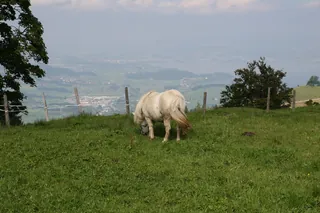 Rigi_Kulm_59