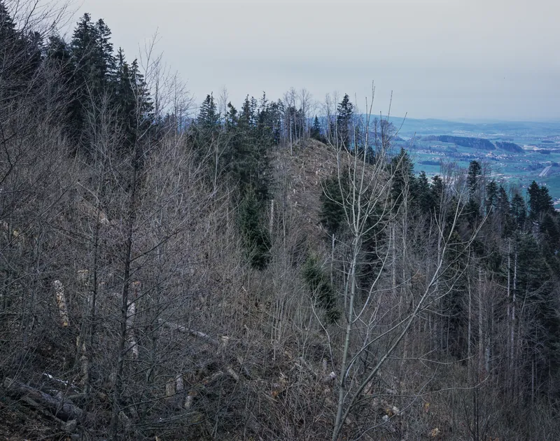 Küssnacht SZ, Rigi-Nordlehne, in the Oberimmensee forest above Gschwänd (04.04.2004)