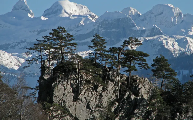 Rigi south flank with pines near Gersau, Schwyzer Alps (09.12.2009)