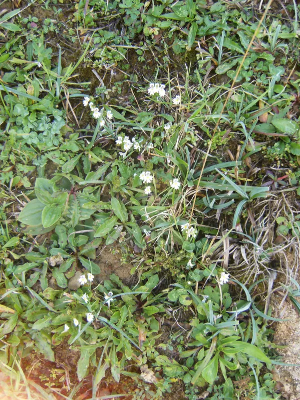 Euphrasia 2077 (2011-09-27)