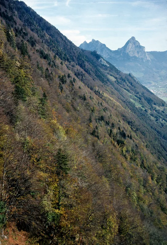 Pronounced protection forest at Rigi Hohfluh (2006)