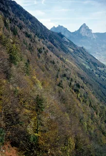 Pronounced protection forest at Rigi Hohfluh (2006)