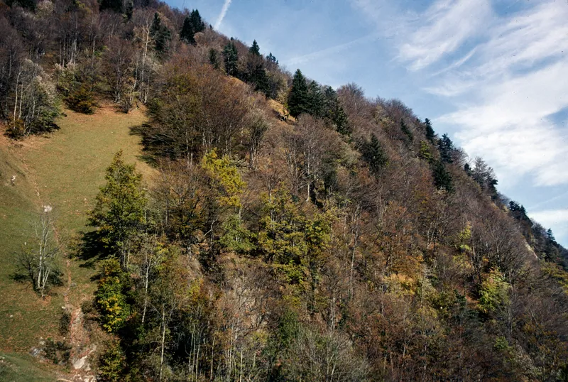Gersau, Rigi Hohfluh, extensive sheep pasture in marginal location (2006)