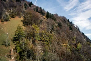 Gersau, Rigi Hohfluh, extensive sheep pasture in marginal location (2006)