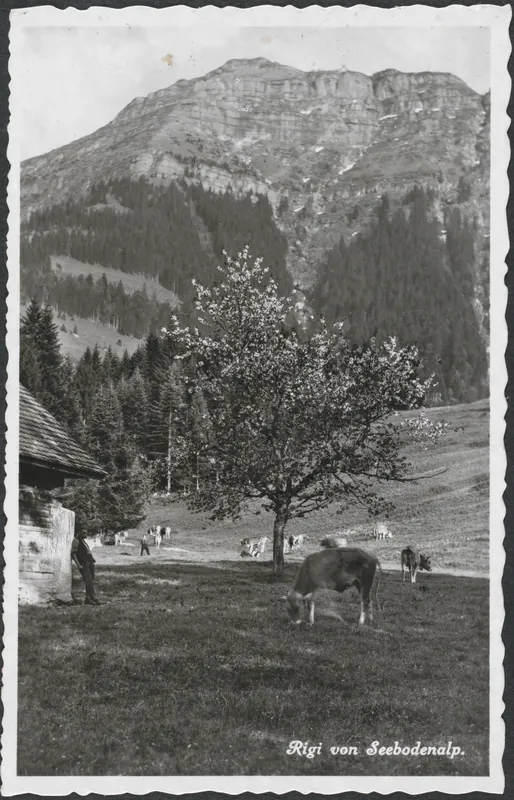 Rigi from Seebodenalp (vor 09.07.1953)