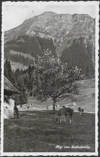 Rigi from Seebodenalp (vor 09.07.1953)
