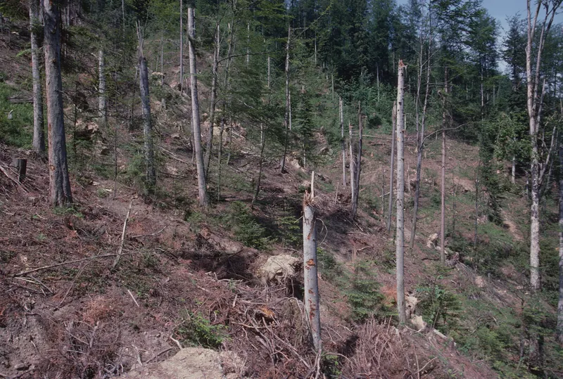 Küssnacht SZ, Rigi-Nordlehne, in the Unter Oberimmense forest above Volgisried (26.05.1993)