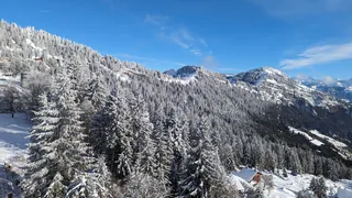 Schnee Bäume (2023-11-29 14:11:24)