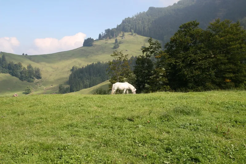 Rigi_Kulm_58