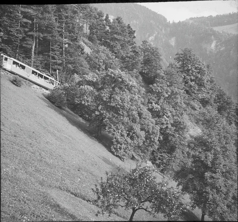 Vitznau/Mätzli, 2 Castanea trees next to Rigi railroad (21.09.1955)