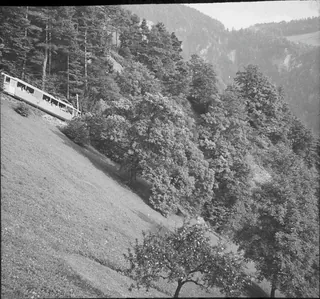 Vitznau/Mätzli, 2 Castanea trees next to Rigi railroad (21.09.1955)