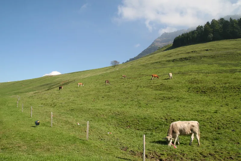Rigi_Kulm_94