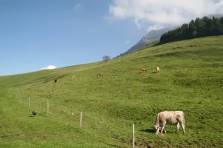 Rigi_Kulm_94